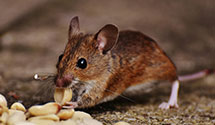 24 Hour & Emergency Exterminators in Carson, CA